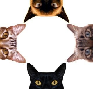 O Signo do Seu Gato: Aquário 11