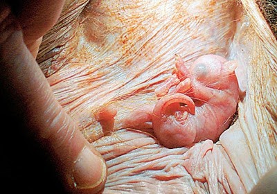 Imagens de fetos de animais ainda em gestação 10