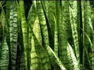 Você sabia que as plantas de sua casa podem fazer mal aos seus bichinhos? 7