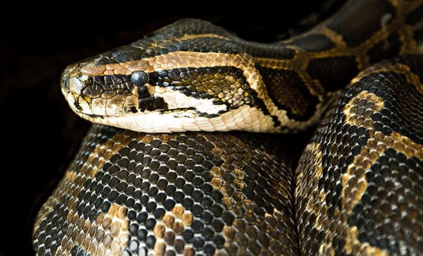 Cobra como animal de estimação: saiba mais 53