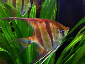 Peixes que não podem viver juntos em um aquário 25