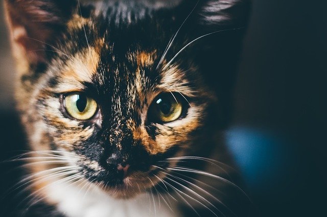 Por que achamos que os gatos são "antissociais" 62