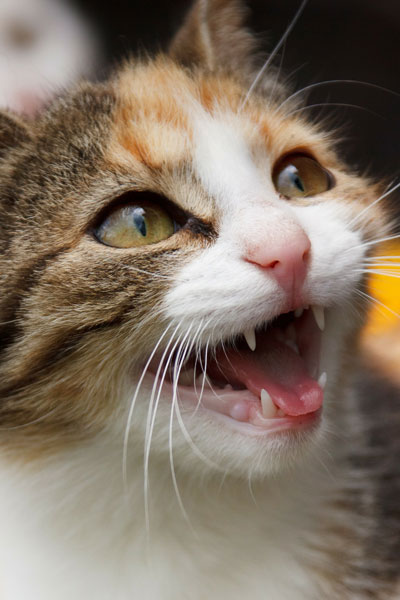 Gatos têm mais expressões faciais do que podemos perceber 61