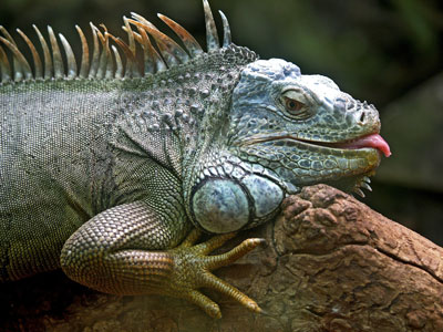 Iguana como um animal de estimação 46