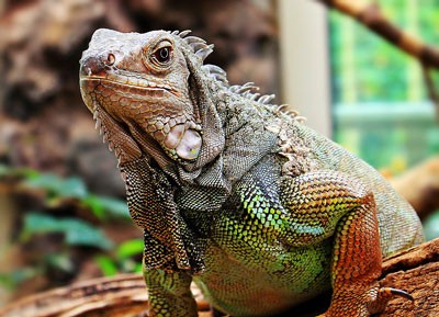 Iguana como um animal de estimação 48