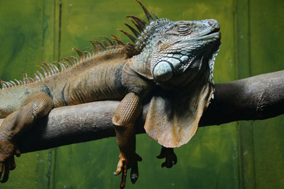 Iguana como um animal de estimação 7