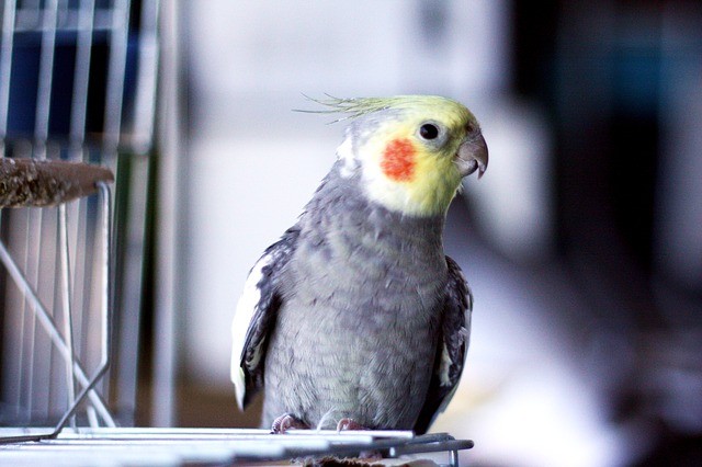 Calopsita: Dicas e curiosidades sobre essa ave tão fascinante! 73