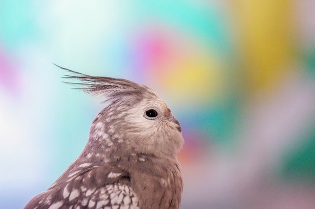 Calopsita: Dicas e curiosidades sobre essa ave tão fascinante! 27