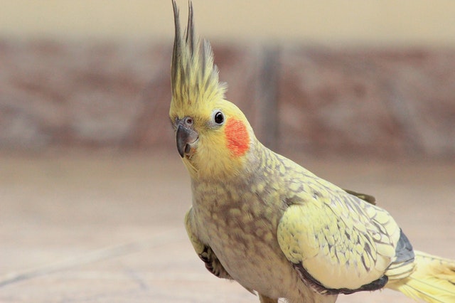 Calopsita: Dicas e curiosidades sobre essa ave tão fascinante! 25
