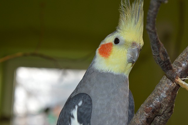 Calopsita: Dicas e curiosidades sobre essa ave tão fascinante! 4