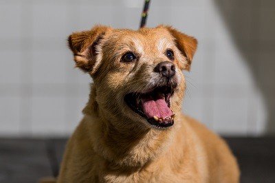 Charles Henrique aguarda um lar