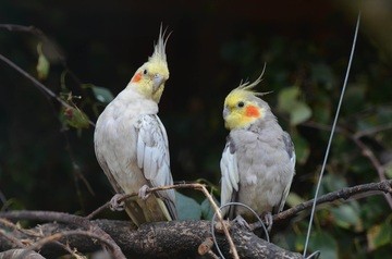 Calopsita: Dicas e curiosidades sobre essa ave tão fascinante! 75