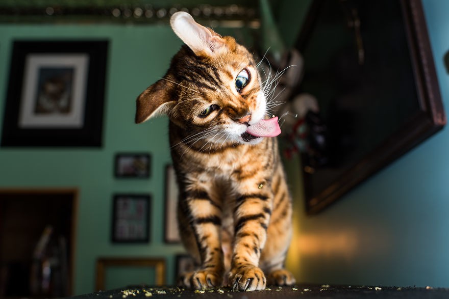 Fotógrafo registra imagens hilárias de gatos sob o efeito de Catnip 34