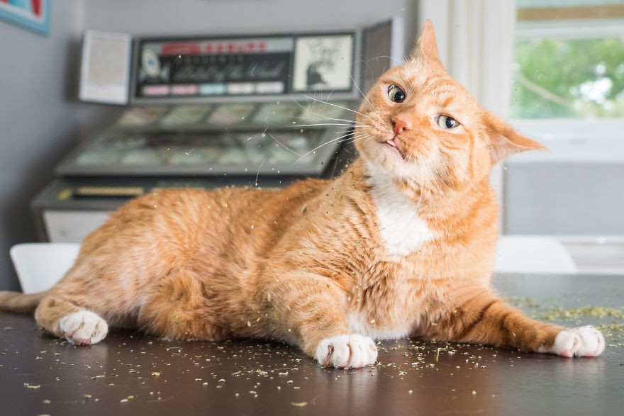 Fotógrafo registra imagens hilárias de gatos sob o efeito de Catnip 18