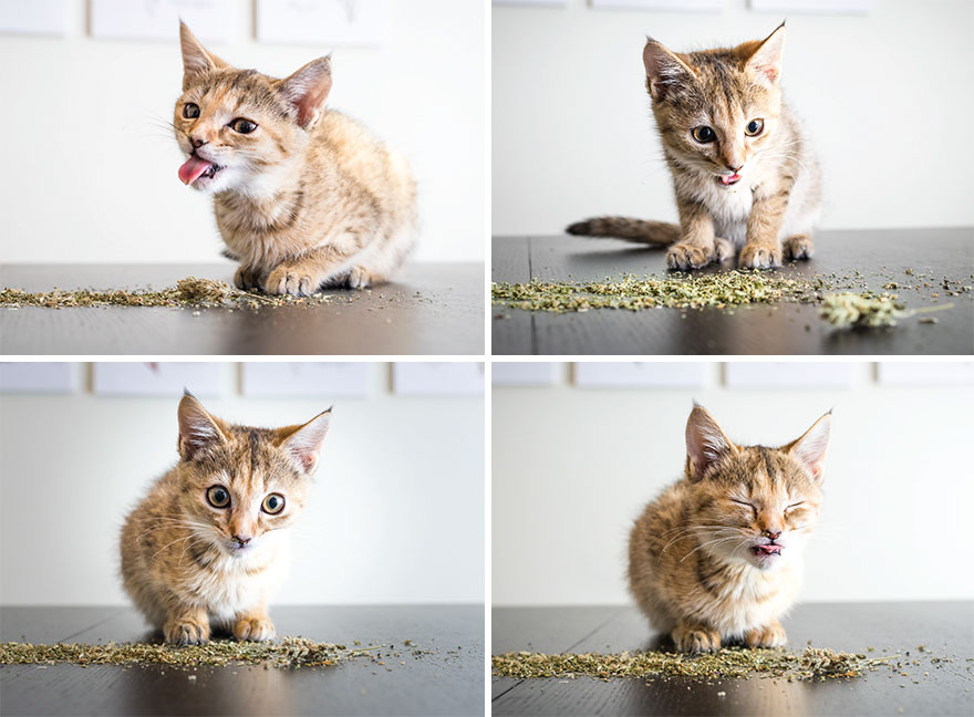 Fotógrafo registra imagens hilárias de gatos sob o efeito de Catnip 3