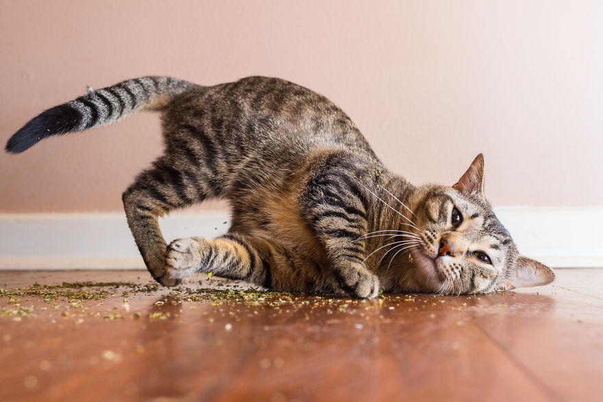 Fotógrafo registra imagens hilárias de gatos sob o efeito de Catnip 43
