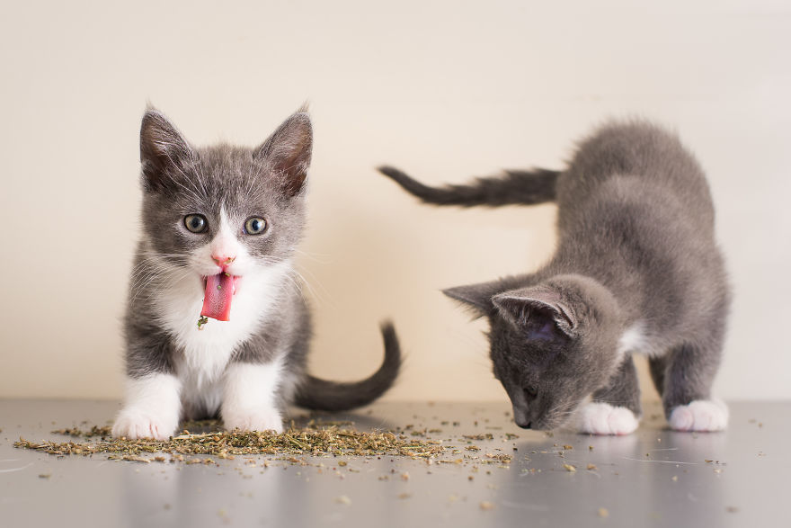 Fotógrafo registra imagens hilárias de gatos sob o efeito de Catnip 11