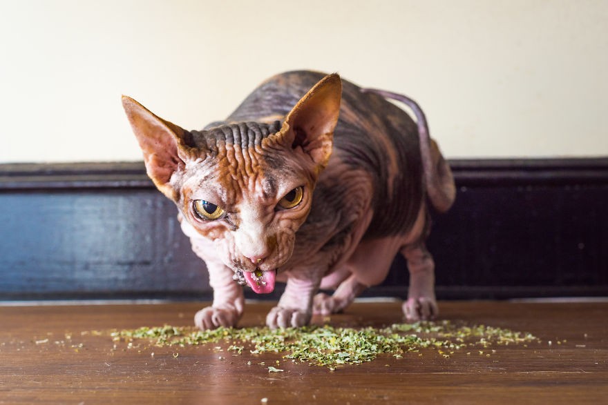 Fotógrafo registra imagens hilárias de gatos sob o efeito de Catnip 45