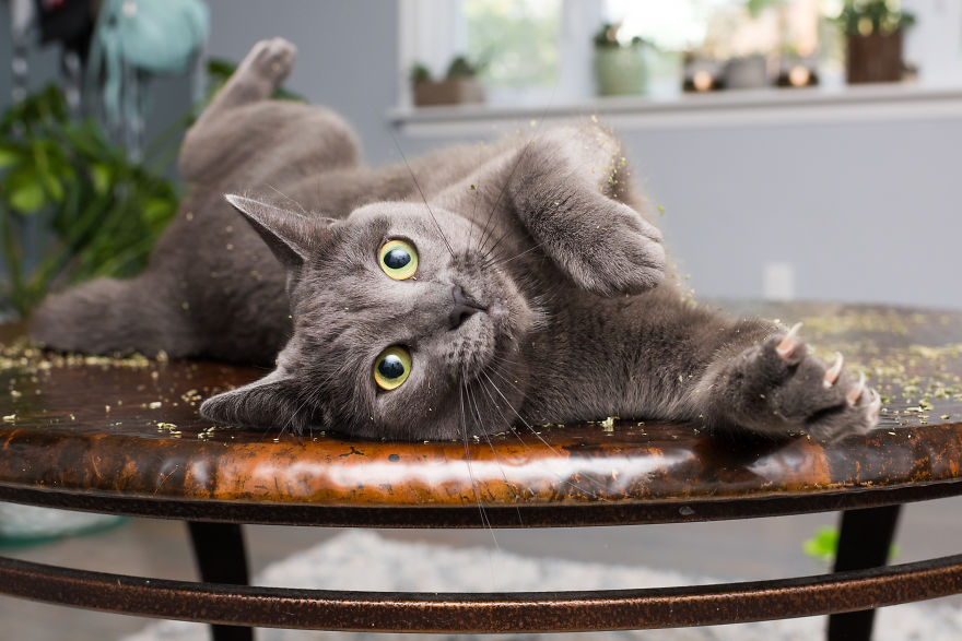 Fotógrafo registra imagens hilárias de gatos sob o efeito de Catnip 46