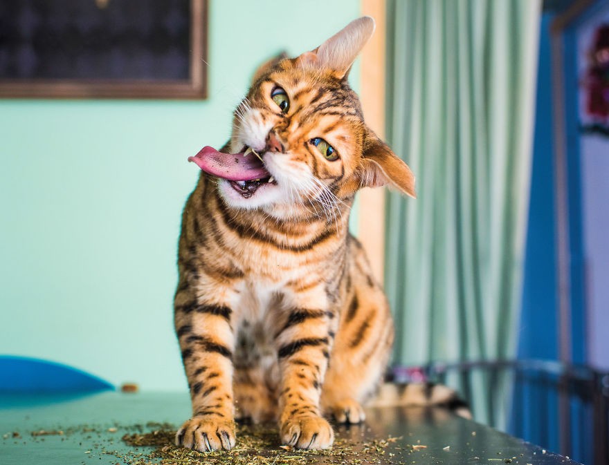 Fotógrafo registra imagens hilárias de gatos sob o efeito de Catnip 5