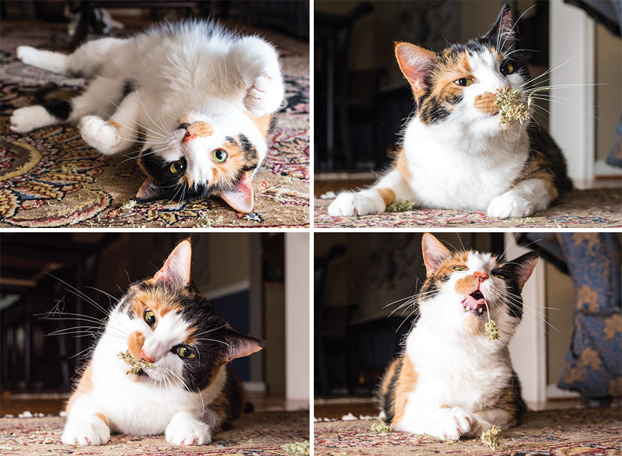 Fotógrafo registra imagens hilárias de gatos sob o efeito de Catnip 47