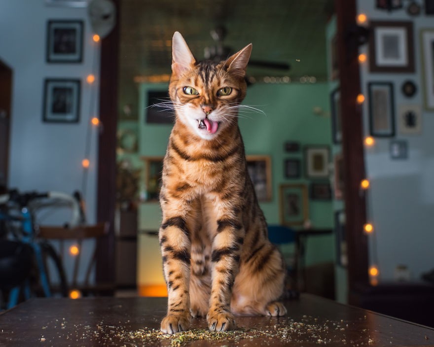 Fotógrafo registra imagens hilárias de gatos sob o efeito de Catnip 48