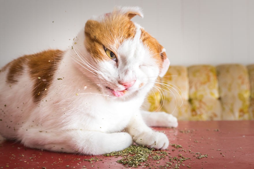 Fotógrafo registra imagens hilárias de gatos sob o efeito de Catnip 40