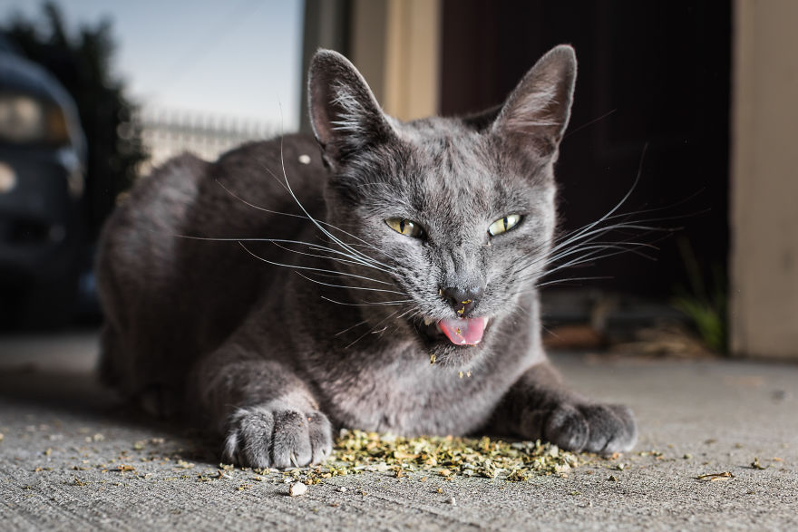 Fotógrafo registra imagens hilárias de gatos sob o efeito de Catnip 49