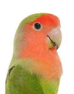 Papagaio: Curiosidades, cuidados e dicas 34