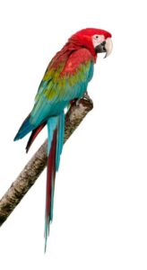 Papagaio: Curiosidades, cuidados e dicas 80