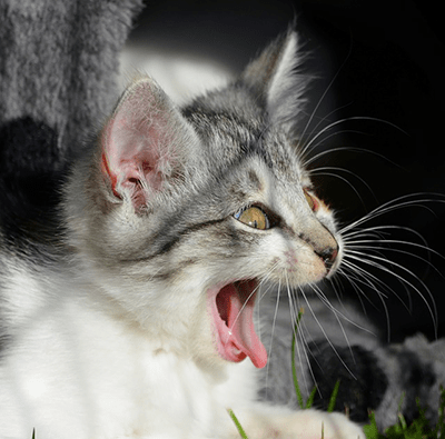 7 barulhos que deixam um gato assustado 20