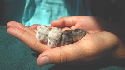 Tudo o que você precisa saber sobre Hamsters: Características, cuidados, dicas e curiosidades 2
