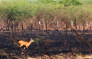 Pantanal sofre a maior devastação de sua história enquanto voluntários lutam para salvar os animais 26