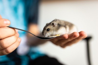 Tudo o que você precisa saber sobre Hamsters: Características, cuidados, dicas e curiosidades 7