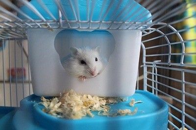 Tudo o que você precisa saber sobre Hamsters: Características, cuidados, dicas e curiosidades 5
