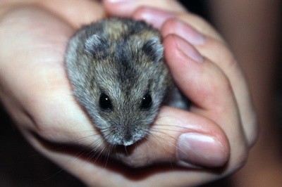 Tudo o que você precisa saber sobre Hamsters: Características, cuidados, dicas e curiosidades 30
