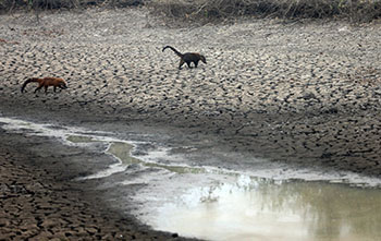 Pantanal sofre a maior devastação de sua história enquanto voluntários lutam para salvar os animais 8