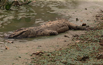 Pantanal sofre a maior devastação de sua história enquanto voluntários lutam para salvar os animais 21