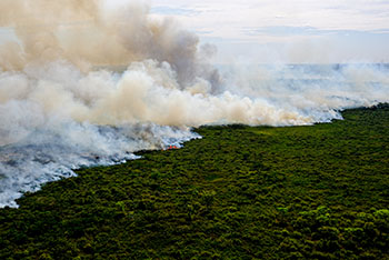 Pantanal sofre a maior devastação de sua história enquanto voluntários lutam para salvar os animais 20