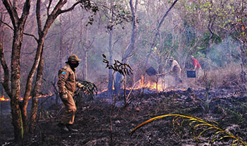 Pantanal sofre a maior devastação de sua história enquanto voluntários lutam para salvar os animais 2