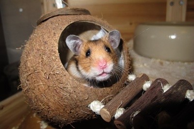 Tudo o que você precisa saber sobre Hamsters: Características, cuidados, dicas e curiosidades 32