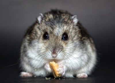 Tudo o que você precisa saber sobre Hamsters: Características, cuidados, dicas e curiosidades 34