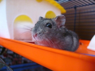Tudo o que você precisa saber sobre Hamsters: Características, cuidados, dicas e curiosidades 56