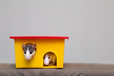Tudo o que você precisa saber sobre Hamsters: Características, cuidados, dicas e curiosidades 51