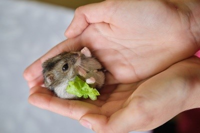 Tudo o que você precisa saber sobre Hamsters: Características, cuidados, dicas e curiosidades 8
