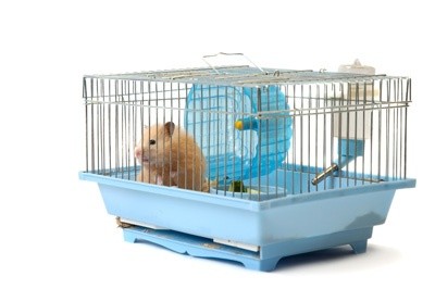 Tudo o que você precisa saber sobre Hamsters: Características, cuidados, dicas e curiosidades 4
