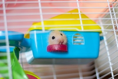 Tudo o que você precisa saber sobre Hamsters: Características, cuidados, dicas e curiosidades 53