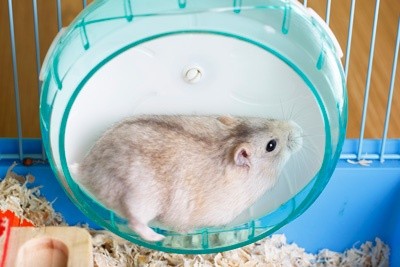 Tudo o que você precisa saber sobre Hamsters: Características, cuidados, dicas e curiosidades 28