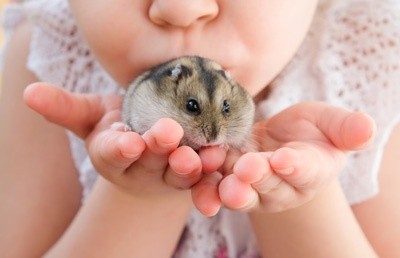Tudo o que você precisa saber sobre Hamsters: Características, cuidados, dicas e curiosidades 33