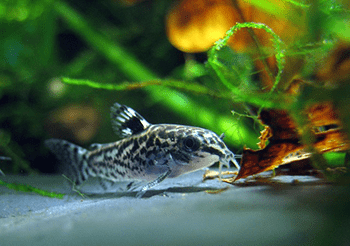 A Turma da Faxina: Animais que limpam o seu aquário 19